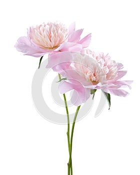 Two light pink peonies.