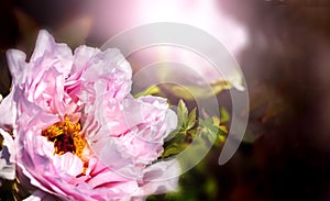 Two light pink peonies isolated on black background