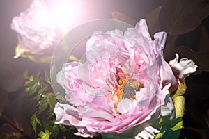 Two light pink peonies isolated on black background