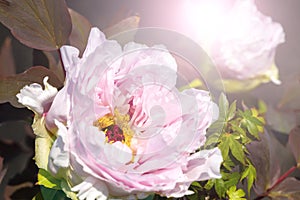 Two light pink peonies isolated on black background