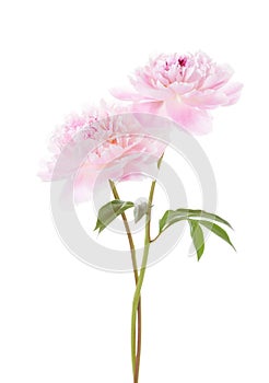 Two light pink peonies isolated on white background photo