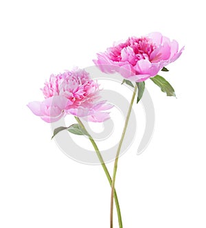Two light pink peonies isolated on white background