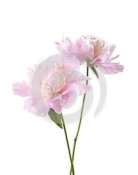 Two light pink Peonies isolated on white background. Selective focus