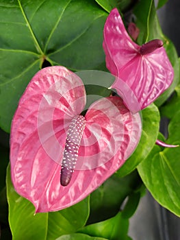 Two lilac Anthurium flowers. Dos flores Anturiana rmoradas