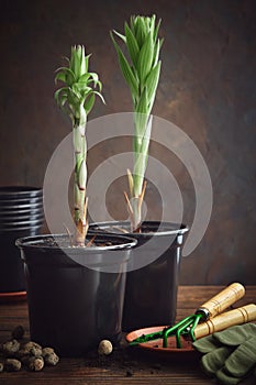 Two lilies in a flower pots. Two lily seedlings in pots. Gardening tools - spatula and rake, gloves, plastic pots, soil.