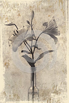 Two lilies in grunge style