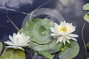 Two lilies or nymphs in a pond