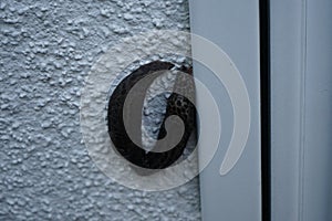 Two Limax maximus slugs are crawling on a white exterior wall in a garden. Berlin, Germany