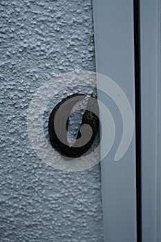 Two Limax maximus slugs are crawling on a white exterior wall in a garden. Berlin, Germany