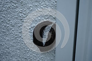 Two Limax maximus slugs are crawling on a white exterior wall in a garden. Berlin, Germany