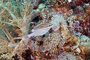 Two-line threadfin bream in the corals