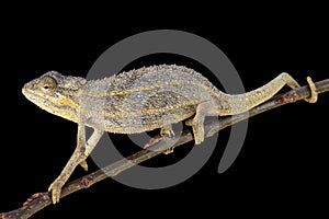 Two-lined chameleon (Trioceros bitaeniatus)