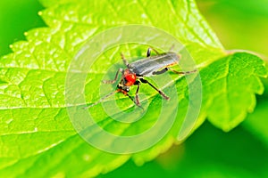 Two-Lined Soldier Beetle