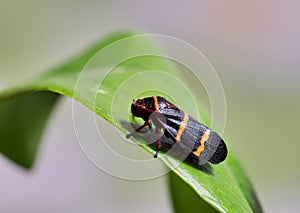 Two-Lined Spittlebug (Prosapia bicincta) on a leaf.