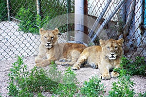 Two lion baby
