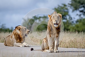 Two Lion brothers on the road.