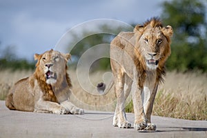 Two Lion brothers on the road.