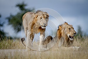 Two Lion brothers on the road.