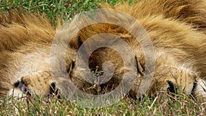 Two lion brothers sleep together