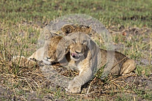 Two lion cub brothers in Botswana