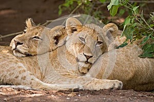 Two lion cubs