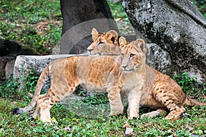 Two lion cubs