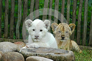 Two lion cubs