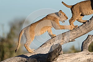 Two lion cubs balancing on a fallen tree in Savute.