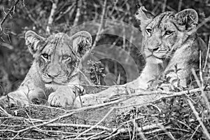 Two Lion cubs in black and white.
