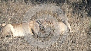 two lion cubs compete for the remains of a warthog at serengeti national park