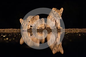 Two lion cubs drinking from a pool in the middle of the night