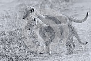 Two lion cubs exploring to bush artistic convesion