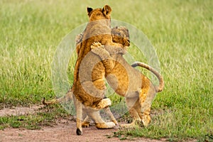 Two lion cubs on hind legs fighting