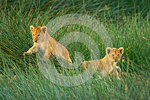 Two lion cubs lie in long grass