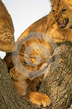 Two lion cubs lie snarling in tree