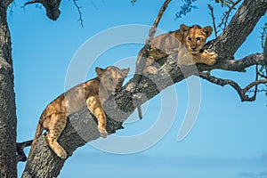 Two lion cubs lie on tree branch