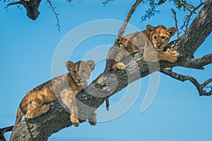 Two lion cubs look down from branch