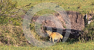 Two lion cubs are looking for a den. Kenya, Africa