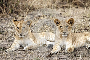Two lion cubs in Masai Mara National Reserve, Kenya