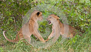 Two lion cubs (Panthera leo) playing