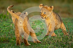 Two lion cubs play fighting on grass