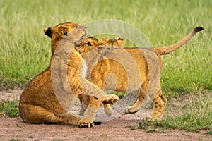 Two lion cubs play fighting near another