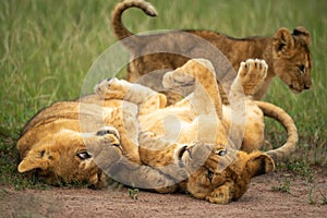 Two lion cubs play on their backs