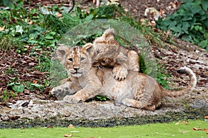 Two lion cubs playing