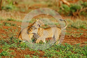 Two lion cubs playing with each other in Zimanga Game Reserve