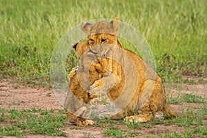 Two lion cubs sit fighting in grass