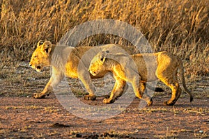 Two lion cubs walk side-by-side on track
