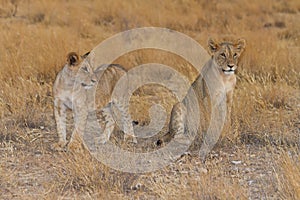 Two lion cubs watching across savannah