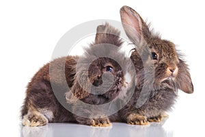 Two lion head rabbit bunnys lying down