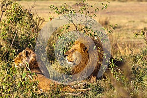 Two lion. Loving couple. Lions in the savannah. Masai Mara, Kenya
